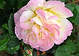 Rose Gloria Day: description et caractéristiques de la variété