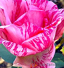 Rose "růžová intuice": fotografie a popis