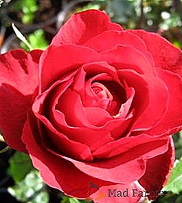 Роза чайно-гібридна "Grand Gala"
