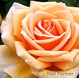 Роза "Валенсія": характеристика, особливості