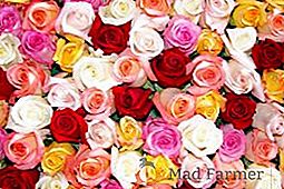 Roses Cordes: les meilleures notes avec photo et description