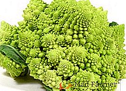 Pravila za brigu i uzgoj kupusa "Romanesco"