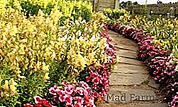 Reguli pentru alegerea bordurilor de plante perene pentru grădina dvs. cu o descriere și fotografie