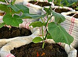 Segredos de pepinos em crescimento em sacos