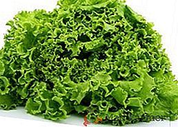 Секрети успішного вирощування салату латуку на підвіконні