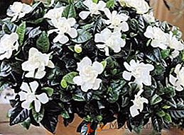 Secretos del cultivo exitoso de jazmín gardenia en el hogar