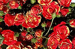Škropilne vrtnice: sorte s fotografijami in značilnostmi gojenja