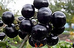 Sunberry: proprietà utili e danno alla bacca