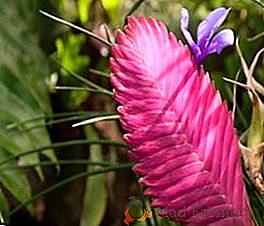 Tallandscia: 10 čudovitih vrst