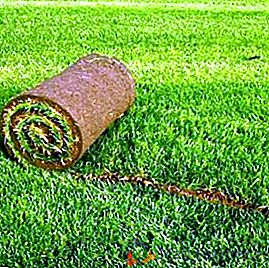 Tecnologia de colocar um gramado de rolo