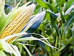 Termos e métodos de colheita de milho