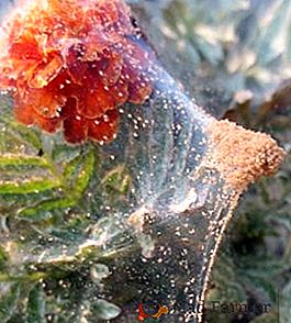 Nejlepší akaricidy a hmyzakaricidy pro rostliny