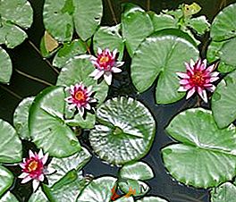 As melhores plantas aquáticas para a lagoa