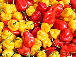 Najlepšie horké papriky na pestovanie (s fotografiou)