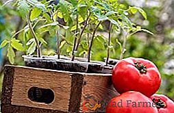 Nejlepší čas na výsadbu rajčat na sazenicích (měsíční kalendář, klima, doporučení výrobců)