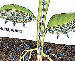 Форми на транспирация и нейното физиологично значение