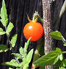 Calendario lunar para tomates para 2018