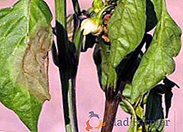 As principais causas de murchamento de folhas de pimenta