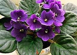 As variedades mais bonitas de violetas com uma descrição e uma foto