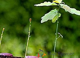 Priprava "Obereg" (Obereg) za rastline: kako uporabiti stimulant za rast