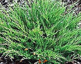 As regras para o plantio e o cuidado com o juniper Andorra compact