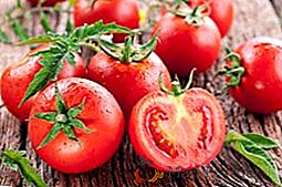 El esquema de plantar un tomate en un invernadero y campo abierto