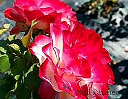 A espetacular rosa "Jubileu Príncipe de Mônaco"