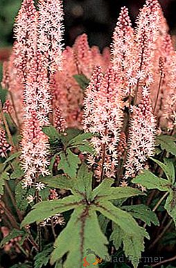 Tiarella: uma das melhores plantas para crescer à sombra