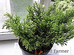 Savjeti i savjeti o sadnji i brigu o juniperima u posudi: uzgoj biljke kod kuće