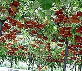 Albero di pomodoro: può essere coltivato all'aperto nella zona centrale