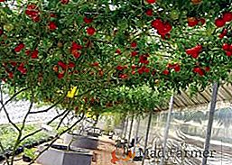 Polipo di pomodoro: caratteristiche del pomodoro in crescita