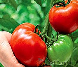 Tomates: quelle est l'utilisation et y a-t-il un danger pour la santé?