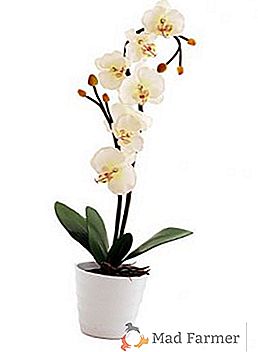 Los mejores consejos para trasplantar orquídeas en casa