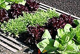 Tsikorny salát navazuje na kultivaci