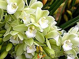 Tipos de orquídeas cymbidium con nombres y fotos
