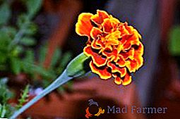 Vrste marigolda, opis i fotografije popularnih sorti