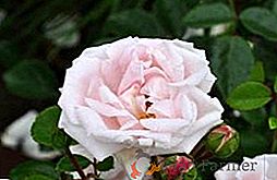 Sans prétention et parfumé: caractéristiques de la variété de roses "New Done"