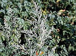Použití quinoa: výhody a škodlivost při konzumaci rostlin