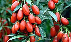Proprietăți utile și aplicarea goji fructe de padure