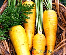 Proprietăți utile și rău de morcovi galbeni