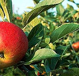 Varietà di inoculazioni di alberi da frutto e tecniche per la loro attuazione