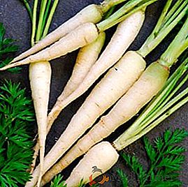 Сортове бели моркови, съдържание на калории, ползи и вреди