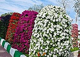 Vertikální květinový záhon pro petuán s vlastními rukama