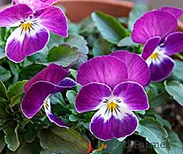 Vittroca Violet: Plantación y cuidado