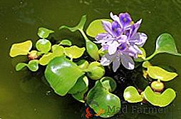Vodní hyacint (eichornia): rysy rostoucích v rybníku nebo akváriu
