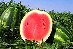 Watermelon Kholodok: opis odmiany, cechy uprawy i pielęgnacji