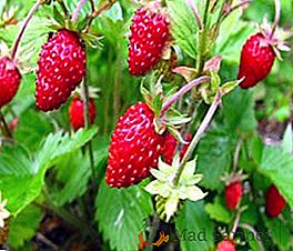 Nous obtenons une grande récolte de fraises sauvages Ali Baba