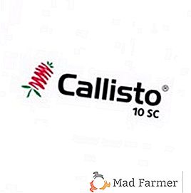 Aplicamos el herbicida Callisto en el cultivo de maíz