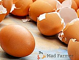 Usamos cascas de ovos como fertilizante para o jardim e o jardim