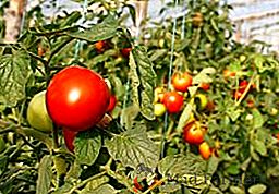 ¿Cuáles son las enfermedades de los tomates en el invernadero y cómo tratarlos?
